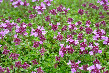 Blooming thyme (Thymus serpyllum). Close-up of pink flowers of wild thyme on stone as a background. Thyme ground cover plant for rock garden.