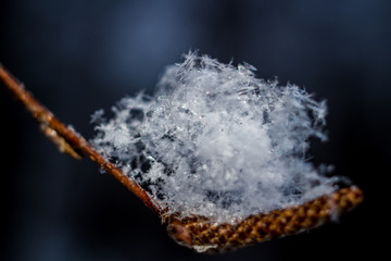 White snowflakes in nature closeup