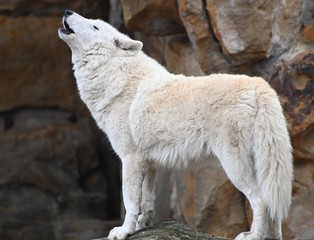 a white wolf howls