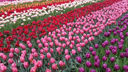 Campo de tulipas