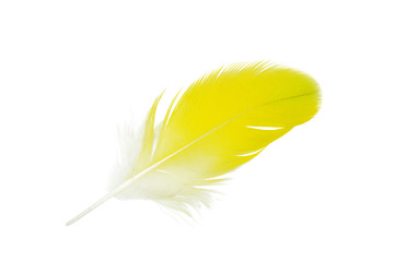 Beautiful parrot lovebird yellow feather isolated on white background