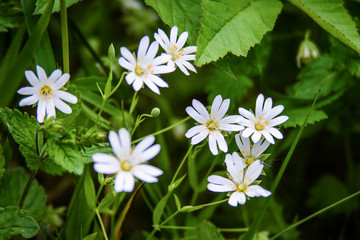 Fototapeta na wymiar Beautiful small white spring flowers on a green background 