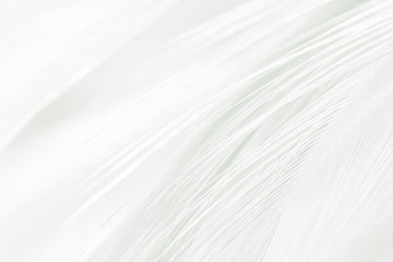 Beautiful white feather pattern texture background