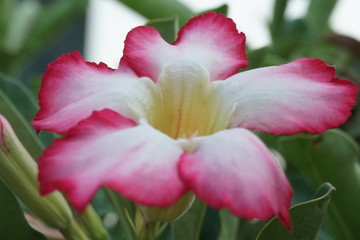 Obraz na płótnie Canvas Closeup pink and white flower