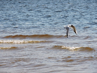 Flying seagull above Baltic sea