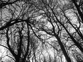 OLYMPUS DIGITAL CAMERA- TREE TOP