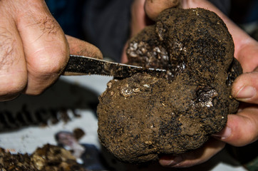 Foraging for black truffles in Abruzzo Italy