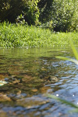 Fototapeta premium pond with water lilies