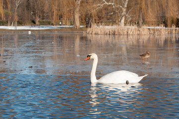 Swan in frozen winter lake