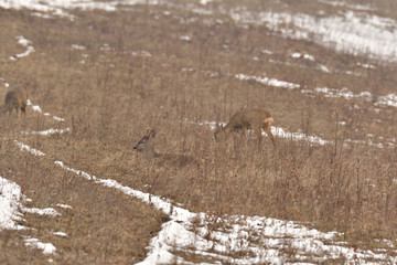 Family roe and roebuck to rest and sleep on the meadow on snow winter