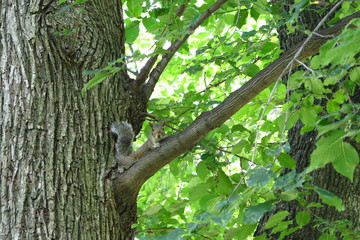 Squirrel on the branch of tree in Central Park. Manhattan, New York City, USA