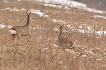 Hidden Roedeer with one antler  and roe masking and watching the enemy predator 