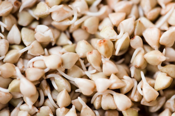 Germinating of buckwheat sprouts closeup. Selective focus.