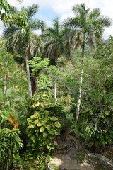 Fototapeta na wymiar Subtropischer Wald auf Kuba
