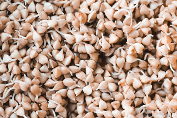 Buckwheat germination. Growing sprouts. Top view.