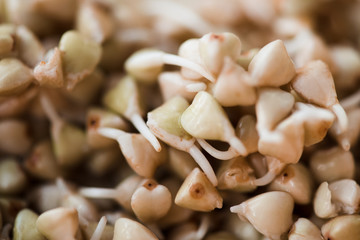Buckwheat sprouts close up. Selective focus.