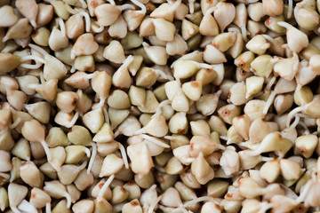 Buckwheat sprouts closeup