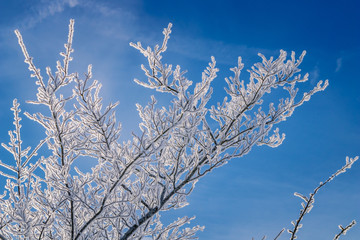 Frozen, frosted branches of a tree covered with rime ice, against the blue sky, fresh winter nature...