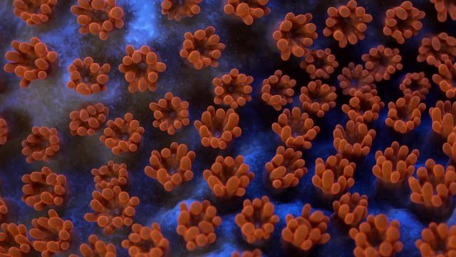Superman Montipora Coral Polyp Dolly Macro Timelapse HD