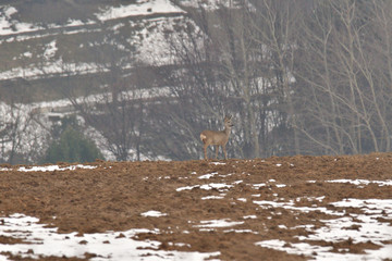 Young small roe walking on the field meadow horizont in winter snow