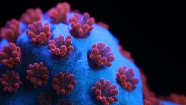 Superman Montipora Coral Polyp Opening Macro Timelapse HD