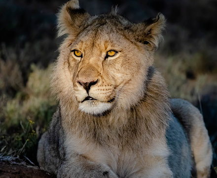Young lion photographed in Mountain Zebra National Park, South Africa