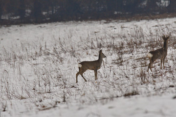 Family roe and roebuck to rest and sleep on the meadow on snow winter