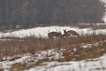 Roedeer family camouflage walking and eating on meadow in winter snow