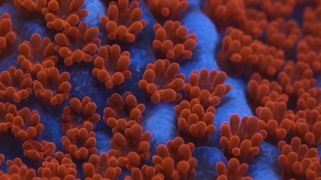 Superman Montipora Coral Polyp Opening Macro Timelapse HD