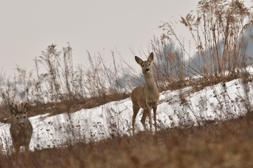 Young small roedeer with one antler and bloody head camouflage nature