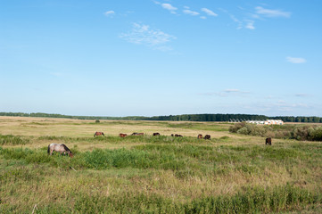 Naklejka na ściany i meble Horses graze in the vast meadows and fields. Sunny day. Summer.