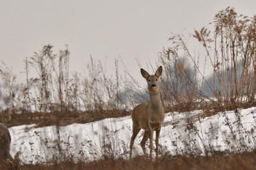 Hidden Roedeer with one antler  and roe masking and watching the enemy predator 