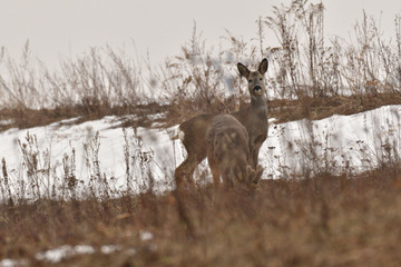 Young small roedeer with one antler and bloody head camouflage nature