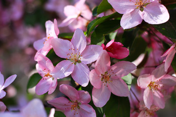 Pink flowers of a blooming apple tree.