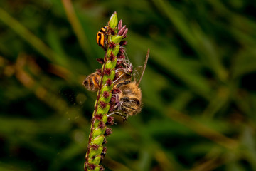 Honey bee covered in pollen sitting upside down on a green plant with purple flower. Ladybug is also in view, ladybug on top and bee on bottom right crawling on a plant