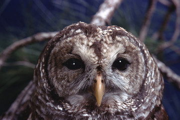 Barred Owl (Strix Varia)
