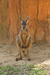 Sitting red kangaroo (Macropus Rufus) © sikaraha