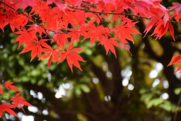 Autumn colorful red maple leaf under the maple tree