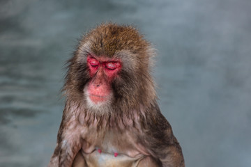 Closeup view of Japanese snow monkey onsen (macaques) sleeping in the pool in winter