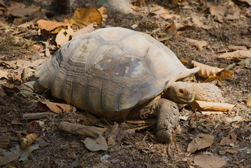 Obraz premium African Spurred tortoise (Geochelone sulcata) close up