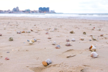 Sandy beach with rapan shells and a conch shell. Sea and town on background.