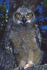 Great Horned Owl (Bubo Virginianus)