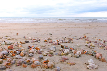 Fototapeta na wymiar Many beautiful shells of rapan in the sand on the black sea coast. Sea waves.
