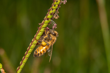 Honey bee hugging tightly on a title green plant with purple flower in search of nectar.