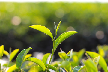 Tea leaves at a plantation with sunlight.