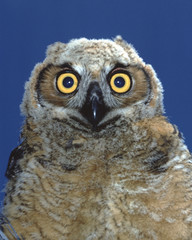 Great Horned Owl (Bubo Virginianus)