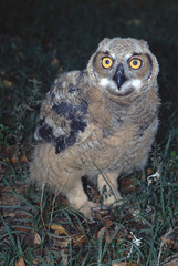 Great Horned Owl (Bubo Virginianus)