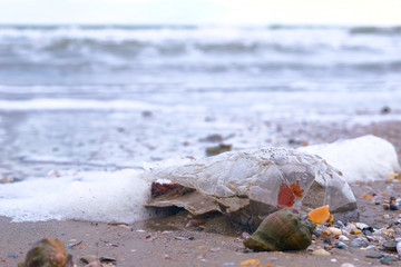 Plastic bottle among rapan shells was brought to the shore on the sandy shore.
