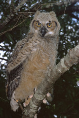 Great Horned Owl (Bubo Virginianus)