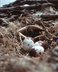 Obraz premium Osprey eggs in nest (Pandion Haliaetus)